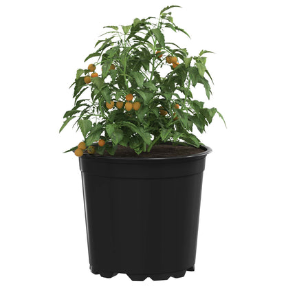 Maceta Redonda Para Flores 100 Uds. Negro Ø 15 X 13 Cm Plástico_2