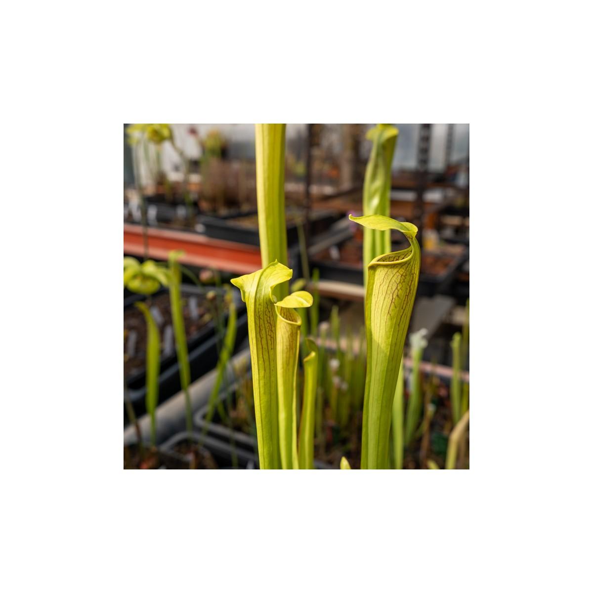 Vaso com Sarracenia e Dionaea Pacote de plantas carnívoras