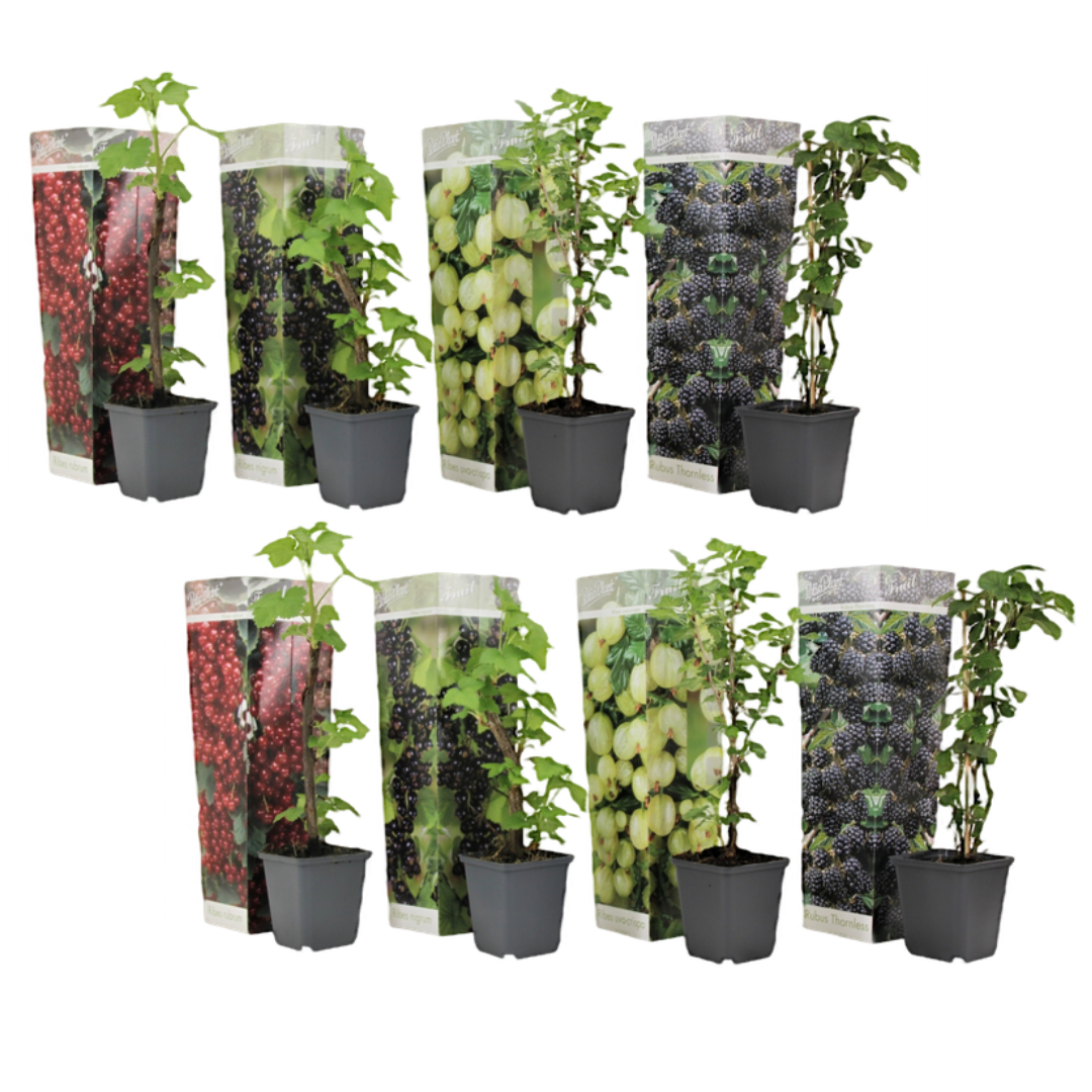 Mezcla De Bayas - 8 Pzs - Rubus Rubrum Uva Fructosus - Altura 25-40cm - ⌀9cm_0