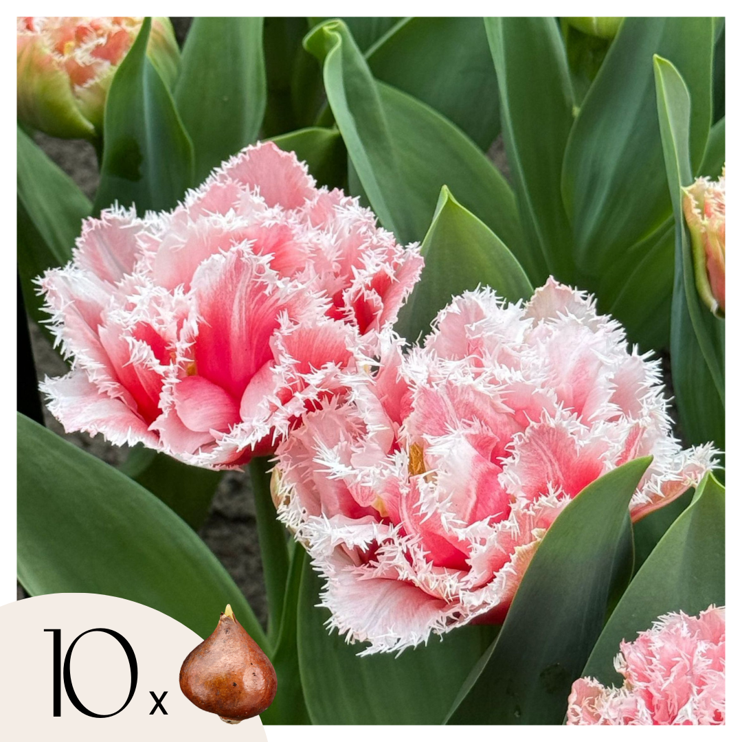 Bulbos De Tulipán - 10 Pzs - Tulipa 'queensland' - Bulbos De Flores - Rosa_0