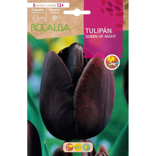Bulbo de Tulipa Rainha Negra da Noite 5 unidades Rocalba