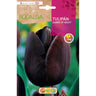 Bulbo de Tulipa Rainha Negra da Noite 5 unidades Rocalba