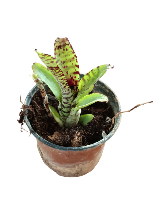 Neoregelia Lilliputeana Planta Bromelia Para Terrarios E Inteior_0