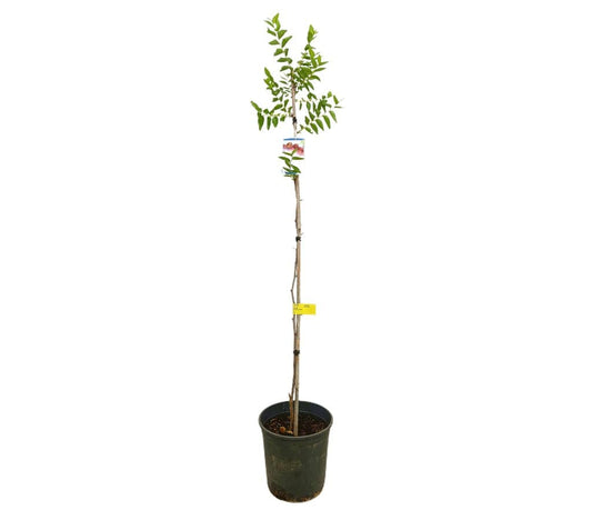 Jinjolero M25 150cm (azufaifo)_0