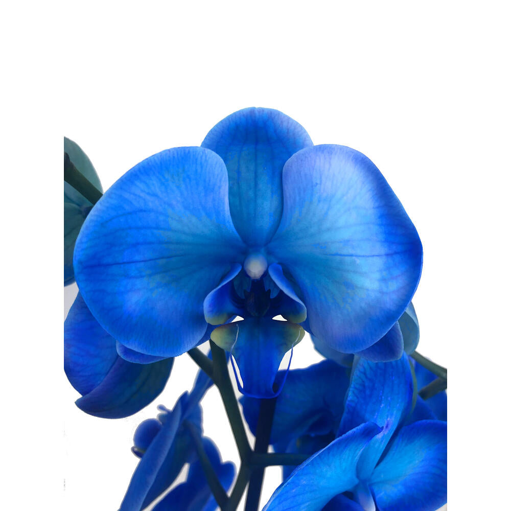 Orquídea Phalaenopsis Royal Blue M12 (azul)_2