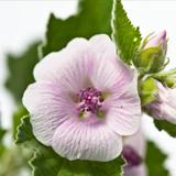 Creme para Fraldas Weleda White Mallow para Pele Atópica, 50ml 