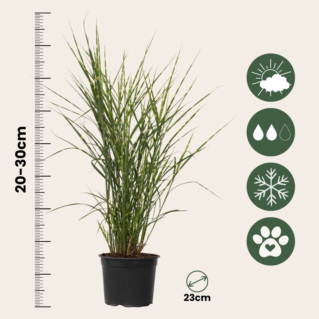 Pasto Plateado Chino - 2 Pzs - Miscanthus 'zebrinus' - Altura 20-30cm - ⌀23cm_2