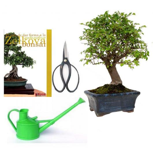 Pacote de bonsai Zelkova 5 anos