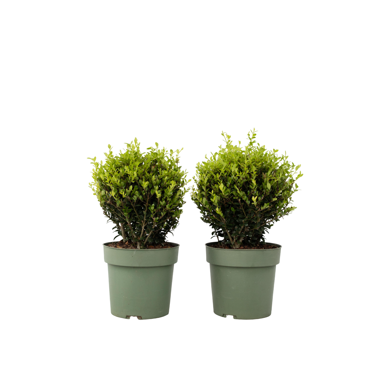 Acebo Crenata - Ilex Crenata 'jenny' - Altura 30-40cm - ⌀17cm_0