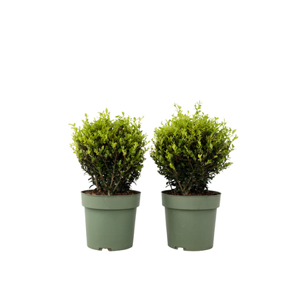 Acebo Crenata - Ilex Crenata 'jenny' - Altura 30-40cm - ⌀17cm_0