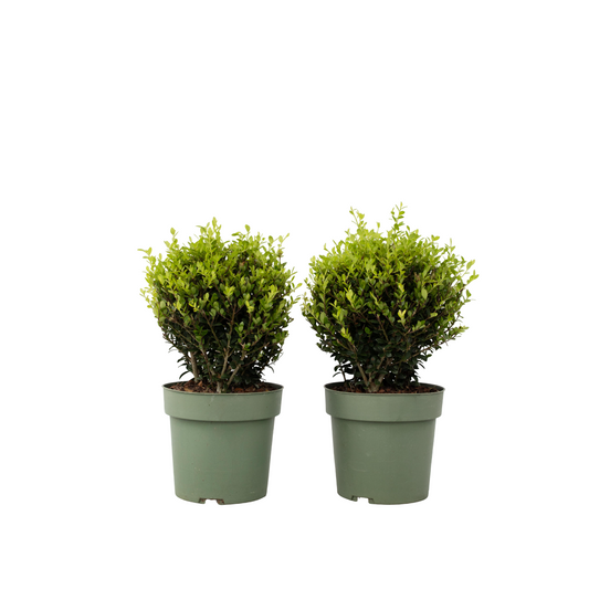 Acebo Crenata - Ilex Crenata 'jenny' - Altura 30-40cm - ⌀17cm_0