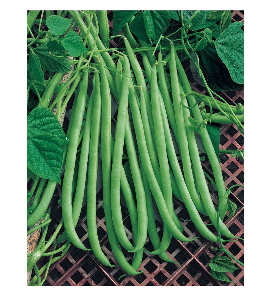 Plantón Judía Mata Baja (10 Unidades)_0