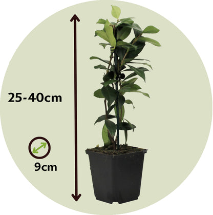 Jazmín Estrellado - 3 Pzs - Trachelospermum Jasminoides - Altura 25-40cm - ⌀9cm_2