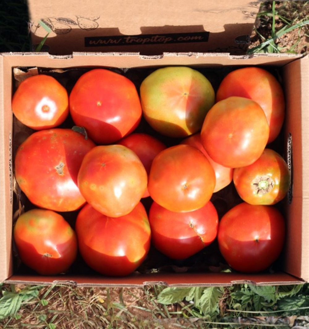 Caja De Tomates Valencianos Tropitop Caja De 2kg_3
