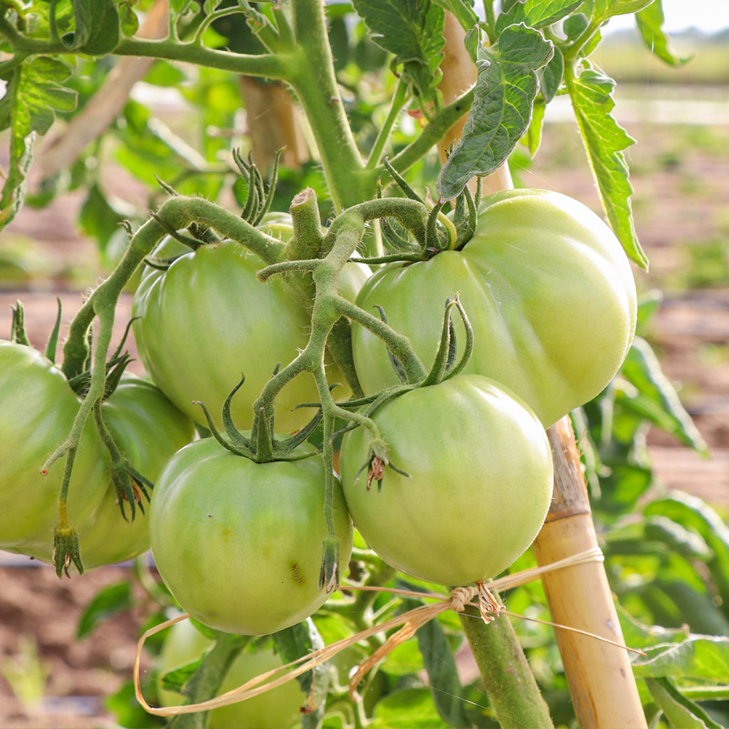 Plantón Tomate Híbrido 2 Unidades - PlantaBo_2
