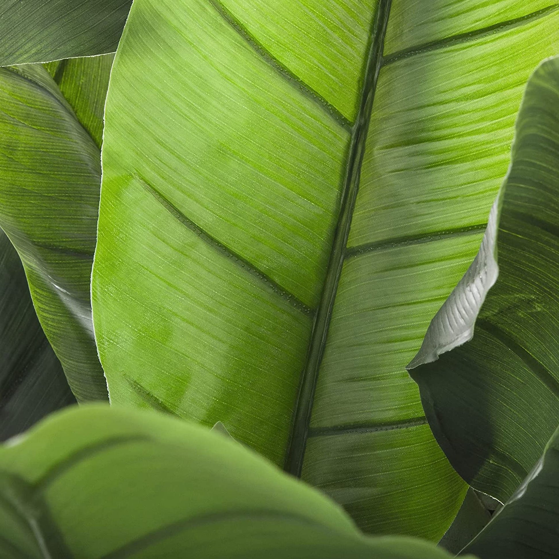 Planta De Plátano Altura 170