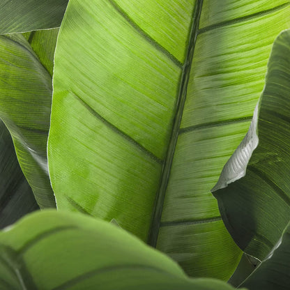 Planta De Plátano Altura 170