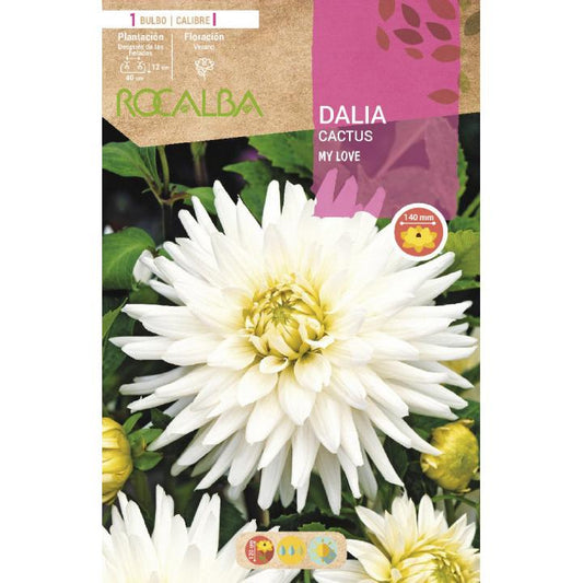 Dália Cacto My Love bulbo branco 1 unidade (I)