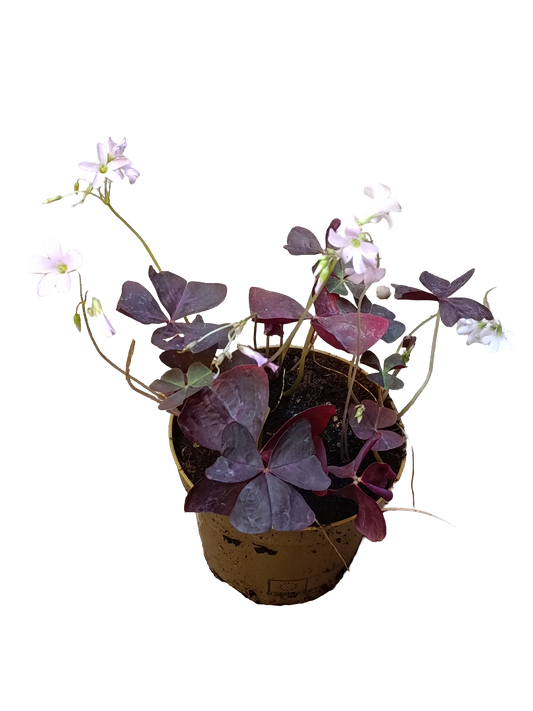 Oxalis Triangularis Planta De Bulbos Con Movimiento Ø12_0