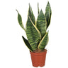 Sansevieria Futura (língua De Sogra) (planta De Interior)