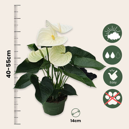 Anturio - Anthurium 'alpine White' - Altura 40-55cm - Ø14cm_2