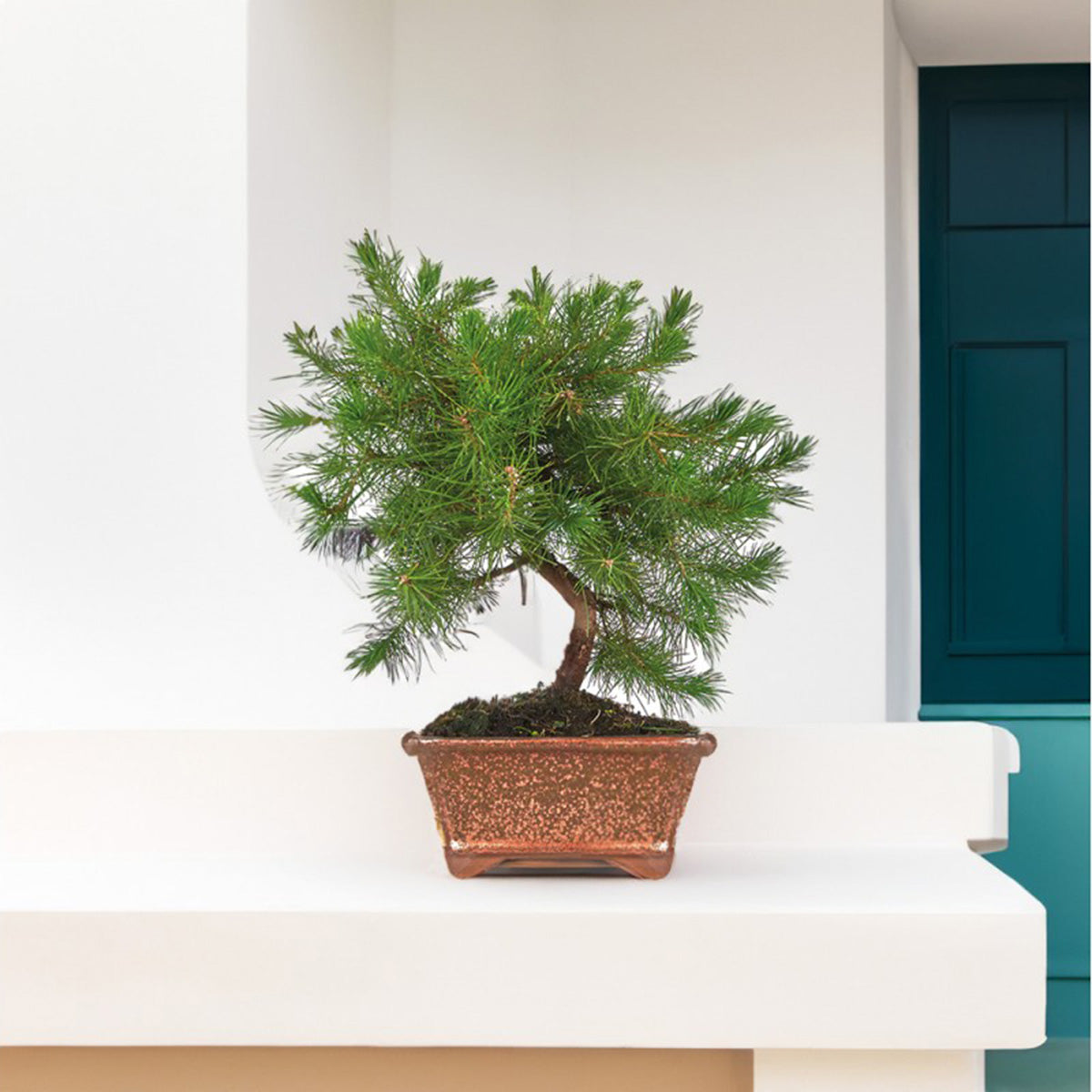 Bonsai Pinus halepensis 7 anos