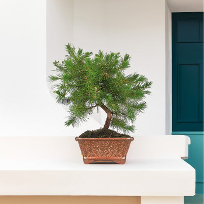 Bonsai Pinus halepensis 7 anos