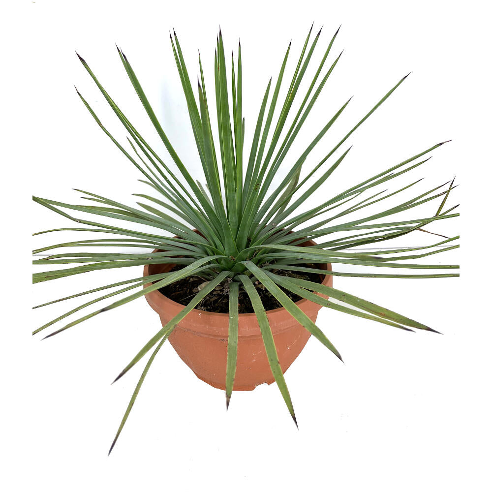Yucca Whipplei M20 35cm_0