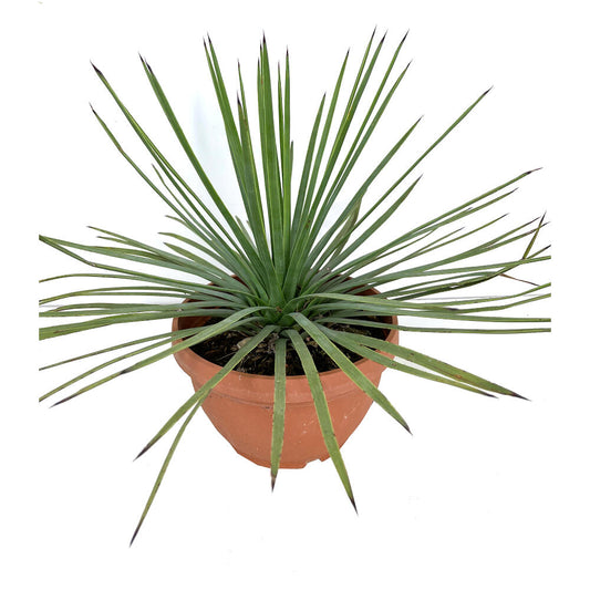 Yucca Whipplei M20 35cm_0