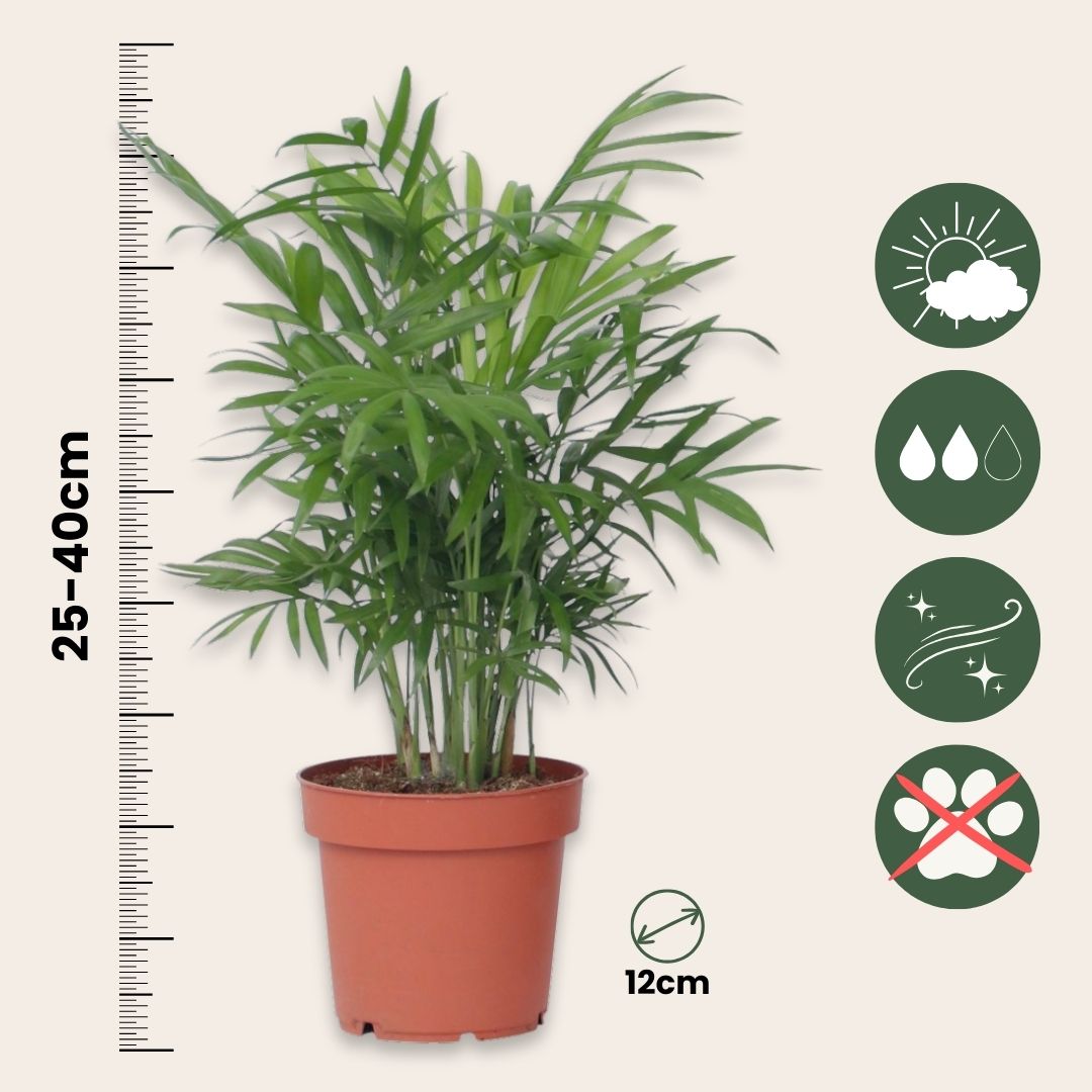 Plantas Faciles - 4 Pzs - Altura 25-40cm - ⌀12cm_2