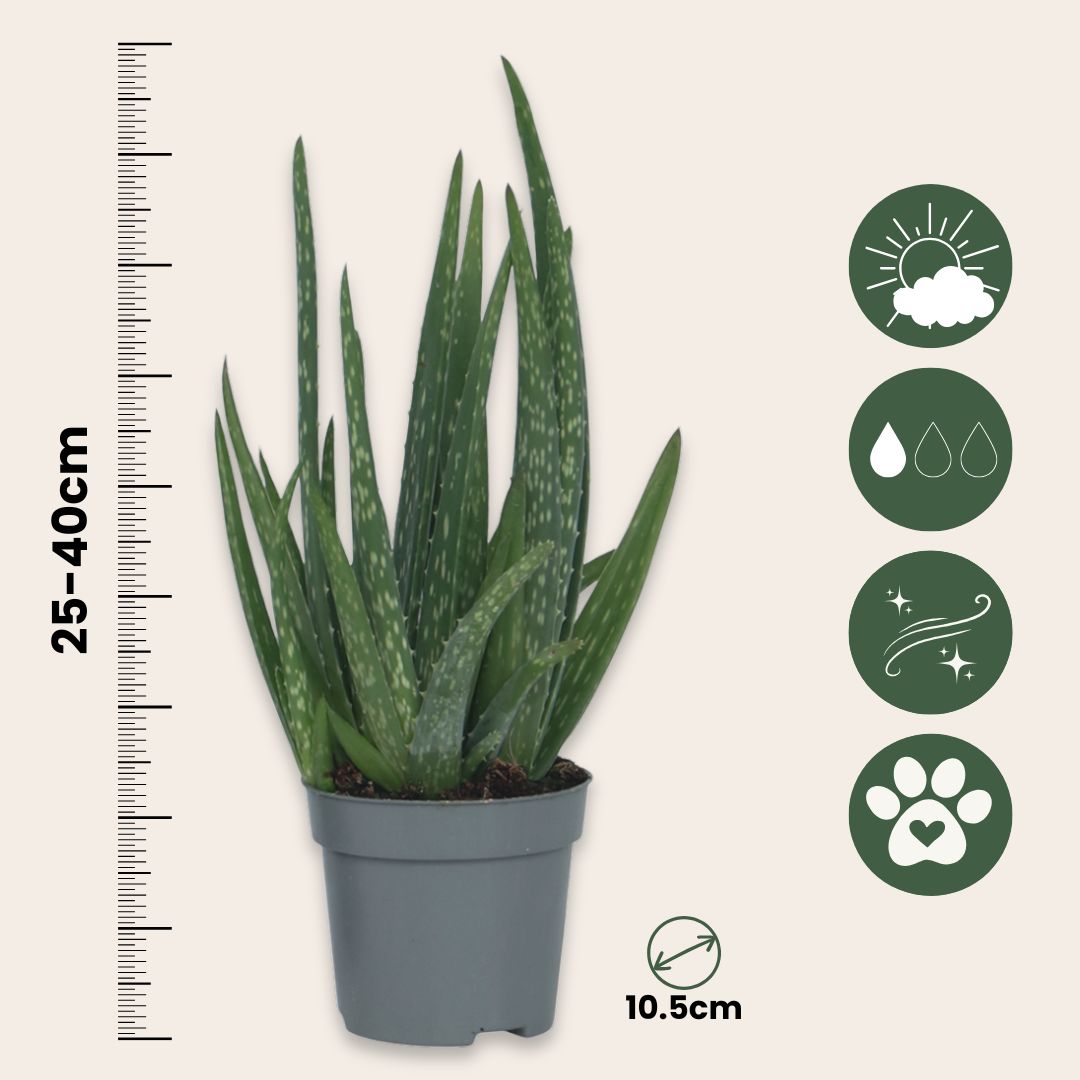 Aloe Vera - Aloe Barbadensis - Altura 25-40cm - ⌀105cm_2