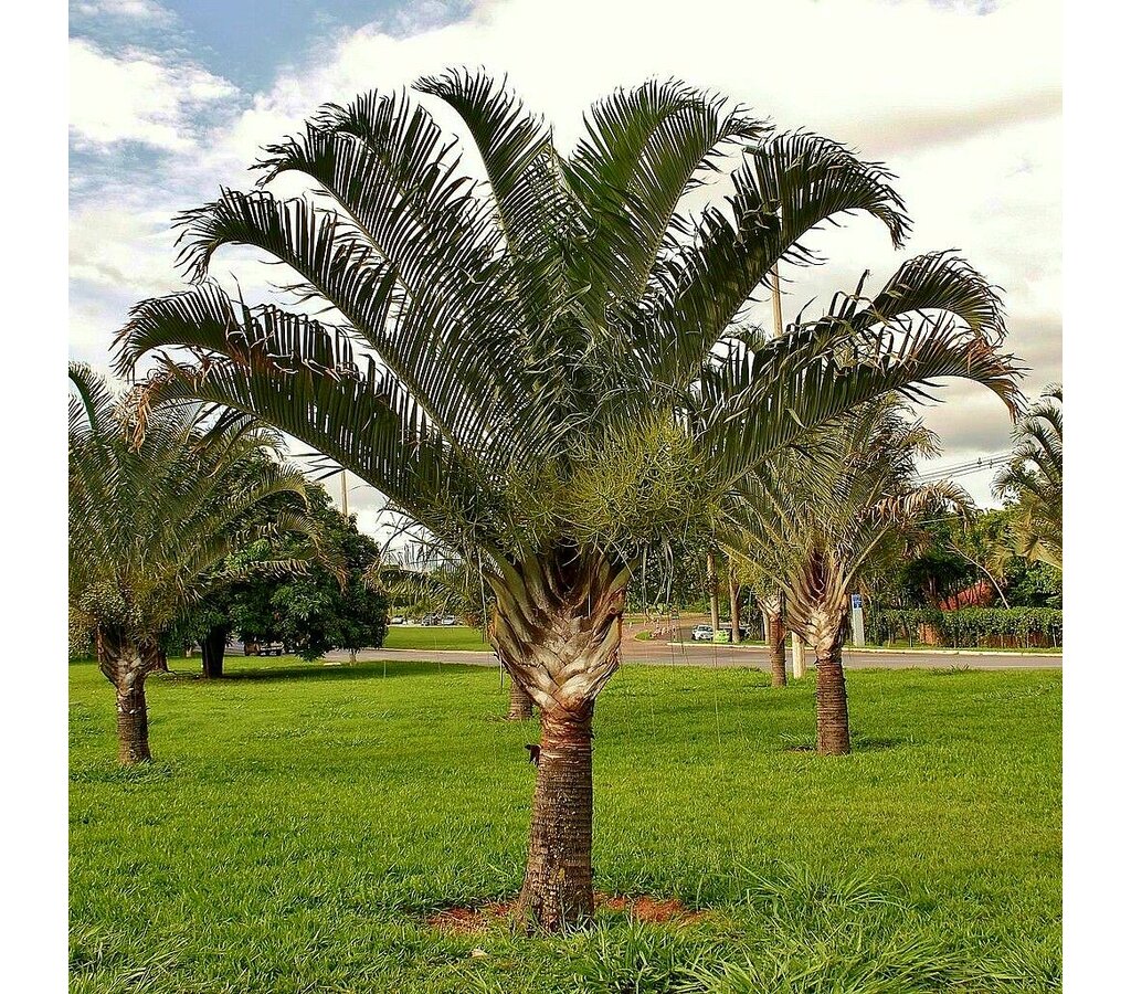 Pack De 2 Unidades De Neodypsis Decaryi Y Wodyetia Bifurcata M11_2