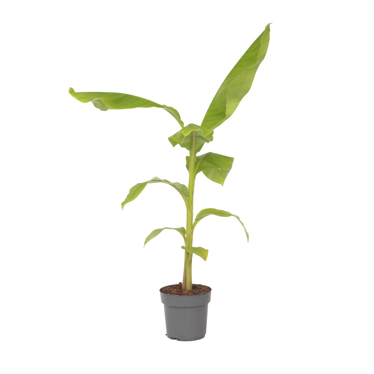 Platanera - Musa Basjoo - Altura 55-70cm - ⌀21cm_0