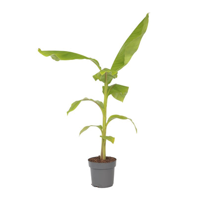 Platanera - Musa Basjoo - Altura 55-70cm - ⌀21cm_0