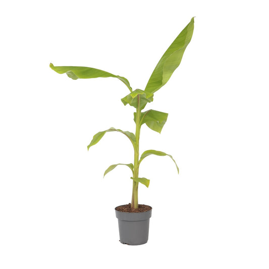 Platanera - Musa Basjoo - Altura 55-70cm - ⌀21cm_0