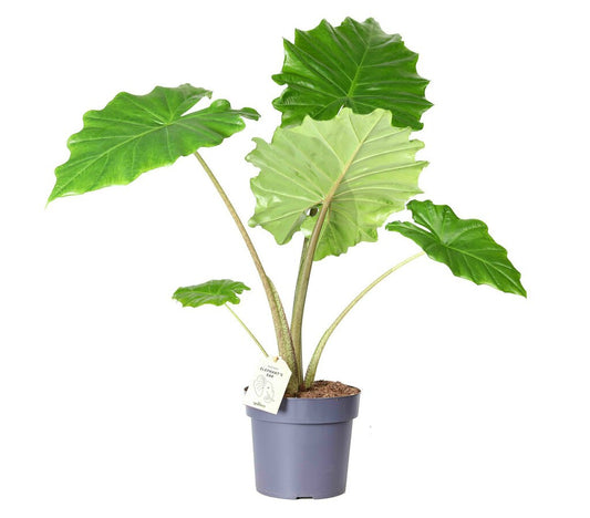 Alocasia Portadora M19 70cm_0