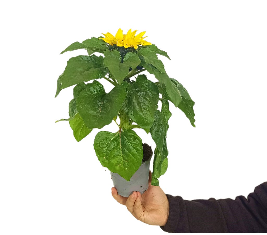 Girasol M12_1
