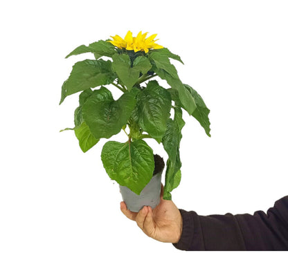 Girasol M12_1