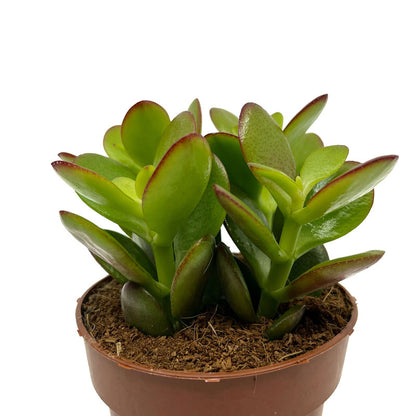 Crassula Ovata Cactus Y Suculentas M8,5 cm Ø_0