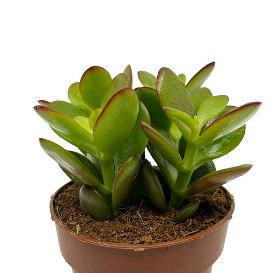 Crassula Ovata Cactus Y Suculentas M8,5 cm Ø_0