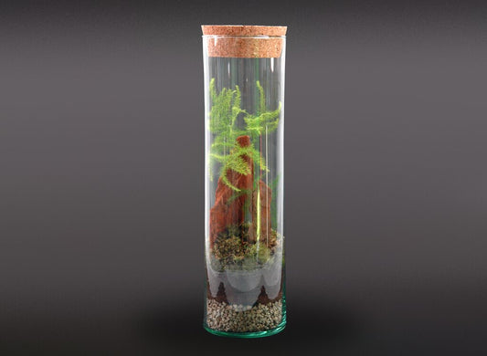 Nanogarden Terrario Tube Asparragus 30x8cm_0