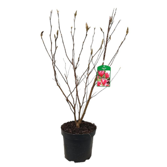Magnolia Susan M23 70-80cm_0