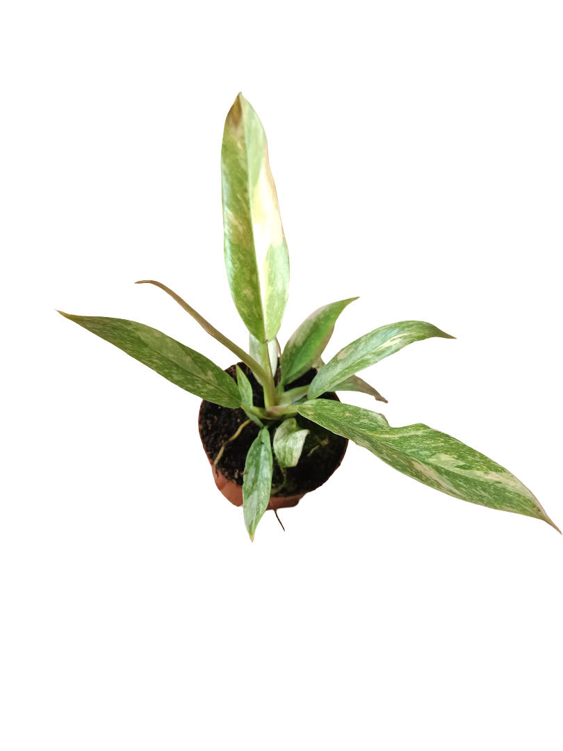 Philodendron Princess Mix Mini Planta De Interior Ø6_0