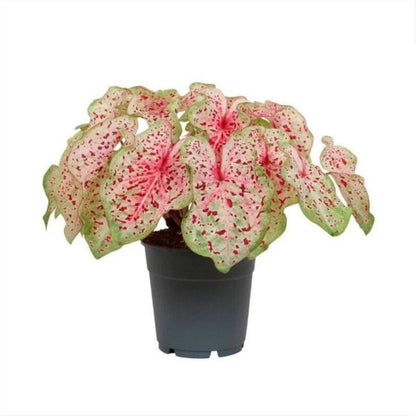 Caladium Miss Muffet tira folha bicolor, verde e rosa mosqueado