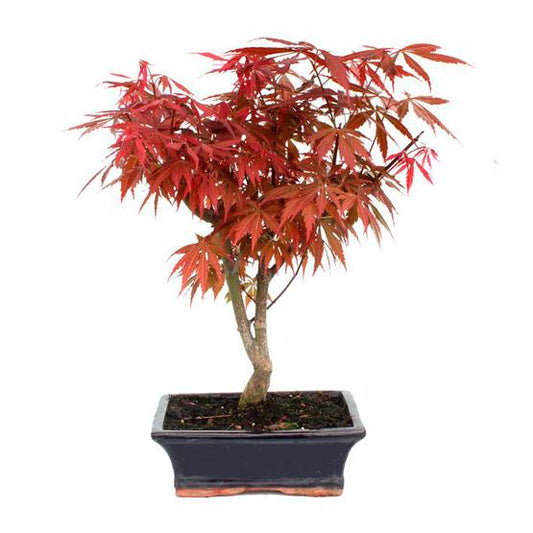 Bonsai Acer palmatum atropurpureum 9 anos
