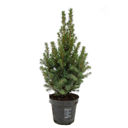 Picea Glauca Conica M15 60cm_0