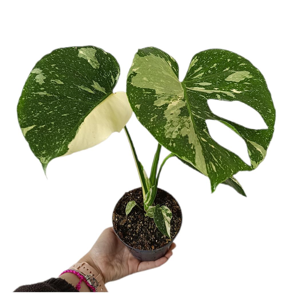 Monstera Thai Constelation M13_0