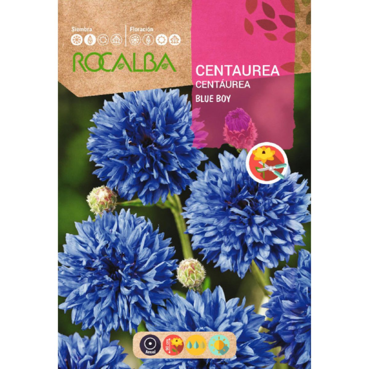 Sementes de Centaurea blue boy, azuis