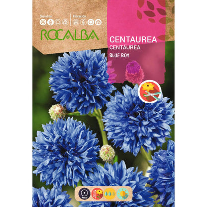 Sementes de Centaurea blue boy, azuis