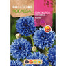 Sementes de Centaurea blue boy, azuis